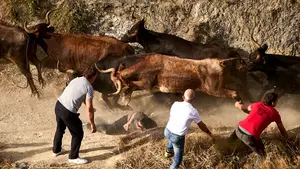 VÍDEO | Las vacas 'perdonavidas' de Vergara ponen el peligro en el último Encierro del Pilón de Falces