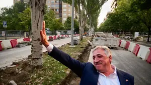 Asirón sigue talando árboles en Pamplona: se carga 7 grandes chopos para hacer un paso de peatones