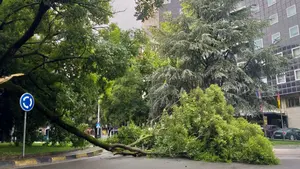 Un gran árbol cae en el centro de Pamplona y obliga a cortar y desviar el tráfico