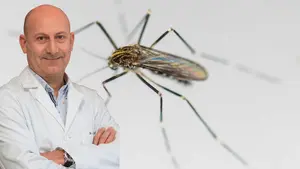 Alarma en Navarra: un investigador detecta un nuevo mosquito portador de enfermedades