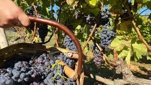 La vendimia de 2025 arranca en Navarra con menos producción: las previsiones de la calidad del vino