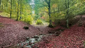 Un lugar mágico escondido: los senderos y bosques más bonitos de un valle en Navarra