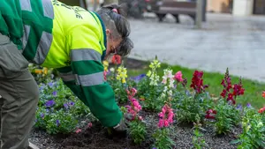 La concurrida avenida de Pamplona que estrena imagen con más flores y arbustos