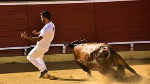 Desaparece una ganadería de vacas bravas muy popular en Navarra: les obligan a sacrificar a los animales