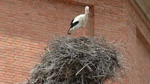 Preocupación en Navarra por los nidos de cigüeñas: el problema que nadie está solucionando