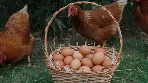 La multa que puedes recibir si pones gallinas en casa para tener huevos y no las registras