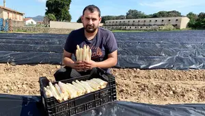 400 kilos de espárragos cada día: el agricultor navarro que los vende directos del campo en su tienda