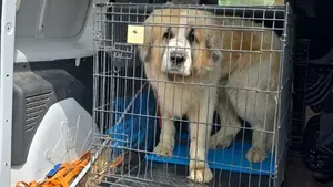 Un mujer de 78 años, herida grave en Navarra por las mordeduras de un perro propiedad de su familia