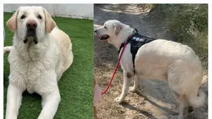 Buscan a un perro en Navarra y ofrecen recompensa por encontrarlo: "No sabemos nada desde hace una semana"