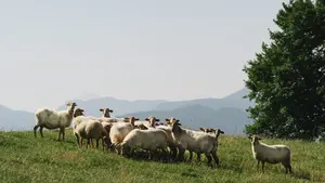 El valle en Navarra que prepara una cita con degustaciones, premios y tradición