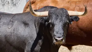 FOTOS| Los imponentes toros de Victoriano del Río, en los corrales del Gas: la primera ganadería en Pamplona