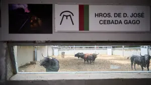 Abren los corrales del Gas para ver de cerca los toros de San Ferm&iacute;n: horarios y precios
