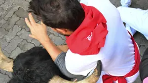 Los toros de La Palmosilla siembran de cornadas el séptimo encierro de San Fermín: 4 heridos por asta