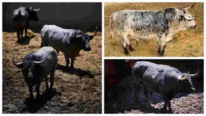La Casa de Misericordia otorga los premios a la mejor corrida y el Carriquiri al mejor toro de San Fermín