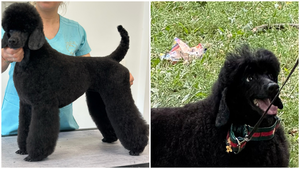 Buscan a ‘Nina’, una caniche negra desaparecida en Navarra: "Estas horas son cruciales"