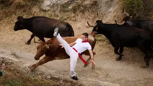 FOTOS | Carreras, sustos y embestidas: las vacas de Teodoro ponen en vilo el Pilón de Falces