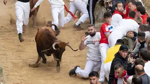 Arrodillado ante una vaca en Falces: las imágenes de un peligroso sexto encierro del Pilón