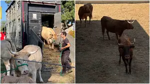 Miles de animales irrumpen en un parque de Pamplona y sorprenden a vecinos y visitantes