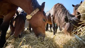Alerta en Navarra: una enfermedad del ganado obliga a suspender ferias y concursos