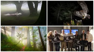 Las tres fotografías premiadas en un concurso que muestran los misterios de los bosques de Navarra