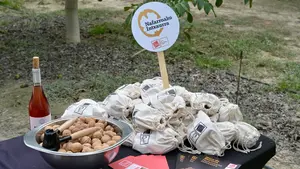 El producto navarro que ya compite con los mejores del mundo y se recolecta estos días