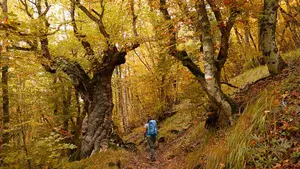 ¿Hay que pagar para entrar en la Selva de Irati en otoño? Todo lo que debes saber antes de visitarla