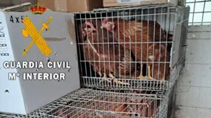 La denuncia de un vecino destapa en un pueblo de Navarra una venta ilegal de gallinas sin control sanitario