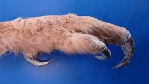 Detenidos dos vecinos de Pamplona en Soria por llevar la garra de una especie protegida