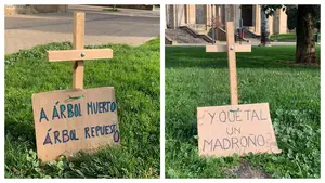 Las 25 cruces que denuncian el arboricidio de Asiron en un parque de Pamplona: &ldquo;La hierba no da sombra&rdquo;