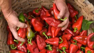 El plan m&aacute;s sabroso de septiembre en Navarra: 2.000 kilos de pimientos del piquillo gratis para vecinos y visitantes