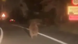 La sorprendente imagen de un oso pardo avanzando por el carril derecho de una carretera navarra