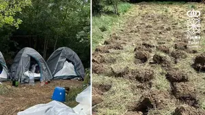 Tres personas huyen campo a trav&eacute;s tras el hallazgo de casi 2.600 plantas de marihuana en Navarra