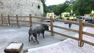El d&iacute;a en que un toro se neg&oacute; a correr el encierro de San Ferm&iacute;n y oblig&oacute; a parar Pamplona