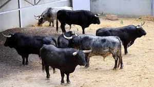 El toro de Cebada Gago en Pamplona que ya causa sensaci&oacute;n antes de San Ferm&iacute;n 2026 en los corrales del Gas