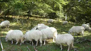El plan gratuito en un hayedo de Navarra para este domingo: rastreo de animales salvajes y taller de huellas