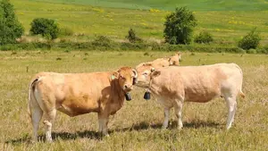 Las 'vacas bomberas' que protegen los montes de Navarra: c&oacute;mo ayudan a prevenir los incendios