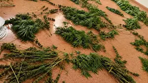 Un fuerte olor los delata: la Guardia Civil investiga a dos hombres tras descubrir sendas plantaciones de marihuana en Navarra