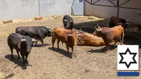 Ganadería de Jandilla IÑIGO ALZUGARAY