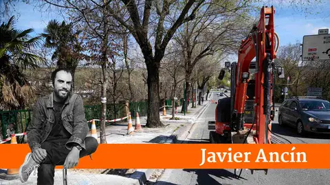 Árboles en la Cuesta de Labrit que han sufrido la 'motosierra' de Asirón. ÍÑIGO ALZUGARAY