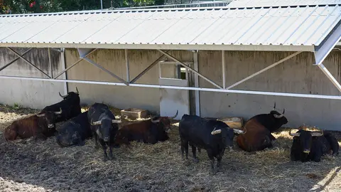           FOTOS| Uno a uno, los toros de Victoriano del Río para el tercer encierro de San Fermín descansan en el Gas
        
