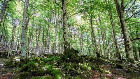 Parque natural de Urbasa. WIKIPEDIA