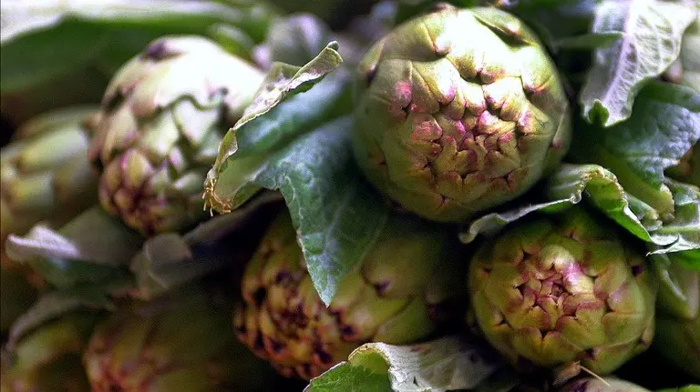 Crece un 70 % la producción de alcachofa de Tudela certificada en fresco.
