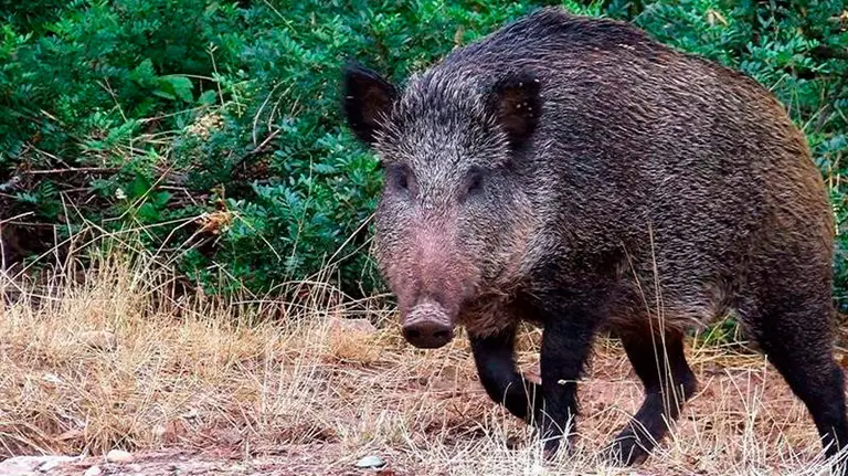 En las últimas horas la Policía Foral ha intervenido en 4 atropellos a jabalíes. EFE