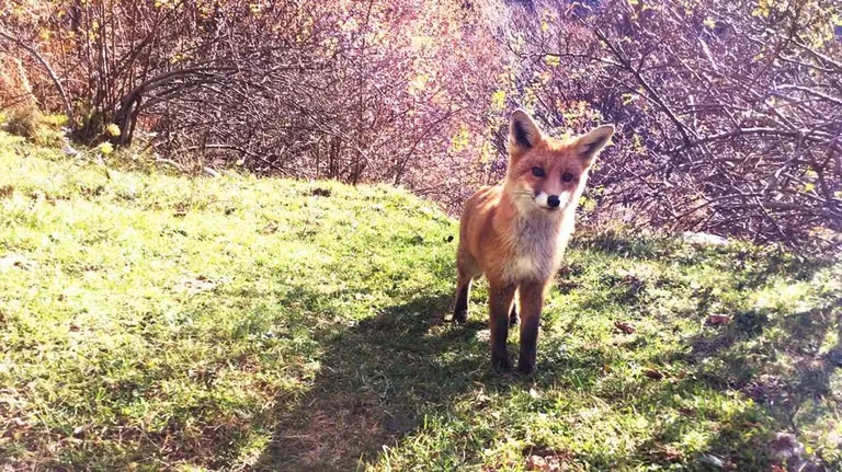 Un zorro en su entorno.