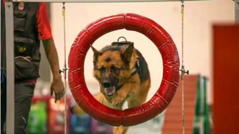 Perro de la Policía Foral.