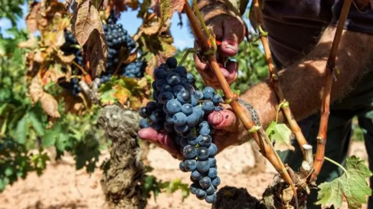 Recogida de la uva. Raquel Manzanares. EFE.
