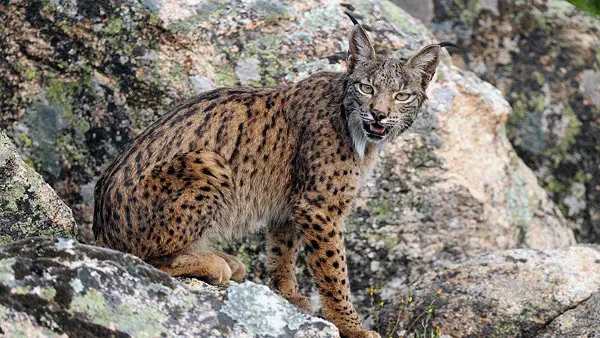 Lince ibérico