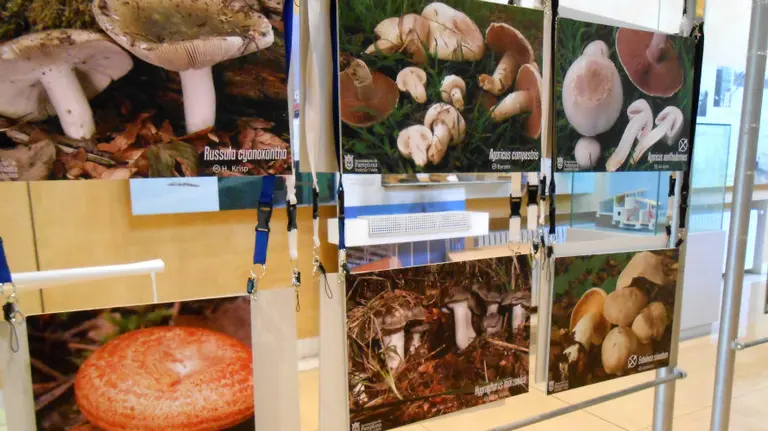 La exposición de setas en el Museo Ambiental.