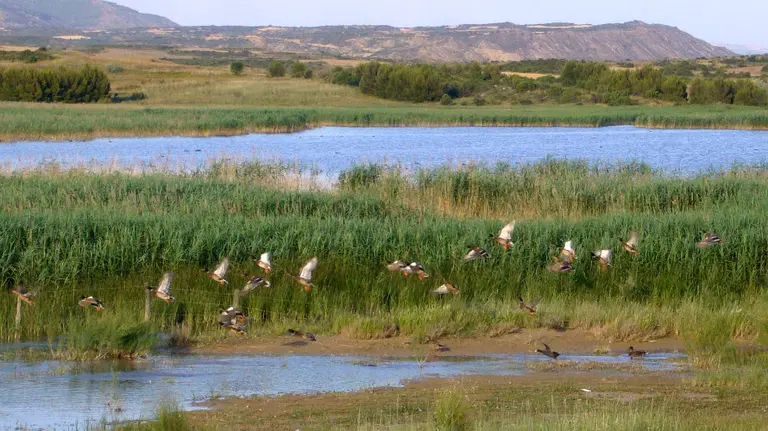 La laguna de Pitillas. MUSEO DE EDUCACIÓN AMBIENTAL