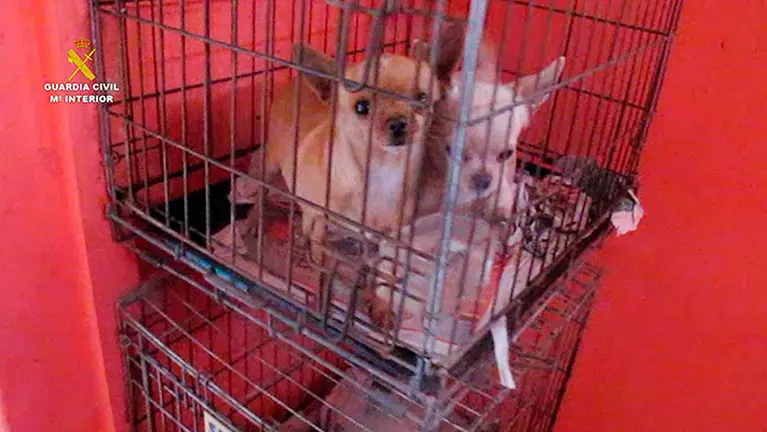 guardia-civil-cachorros-seprona